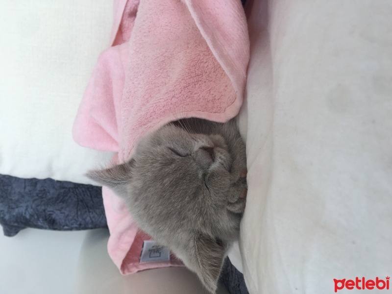 British Shorthair, Kedi  Ponçik ve lokum fotoğrafı