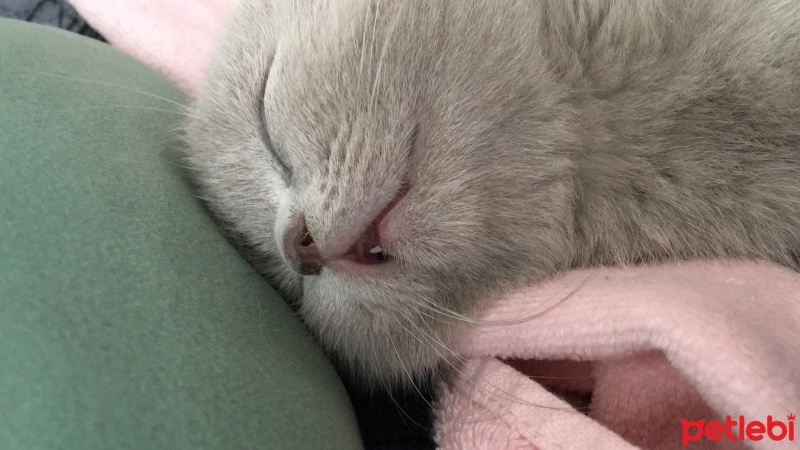 British Shorthair, Kedi  Ponçik ve lokum fotoğrafı