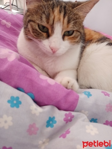 Tekir Kedi, Kedi  Şuga fotoğrafı