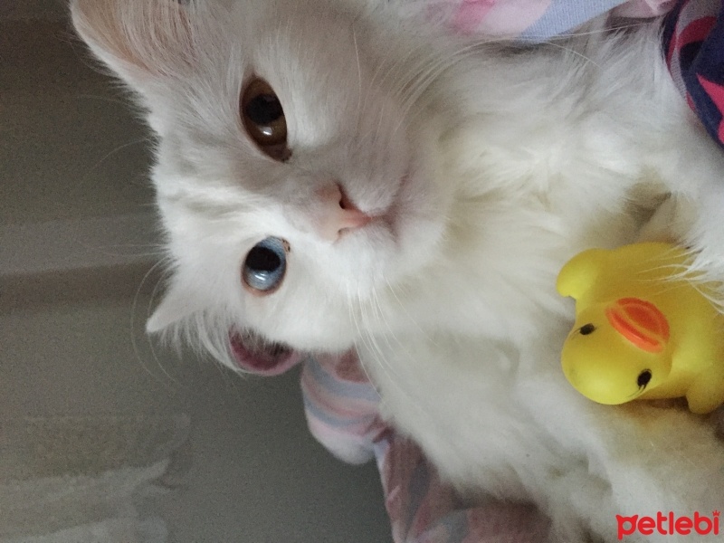 Van Kedisi, Kedi  Şeker fotoğrafı