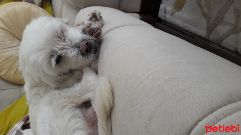 Maltese, Köpek  Yumak fotoğrafı