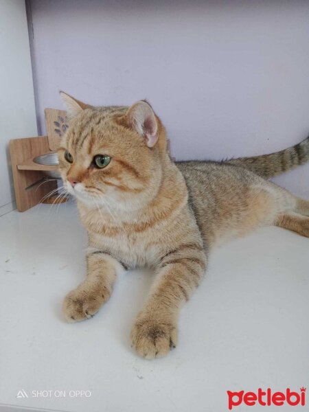 British Shorthair, Kedi  PAŞA fotoğrafı