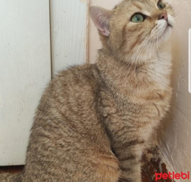 British Shorthair, Kedi  PAŞA fotoğrafı