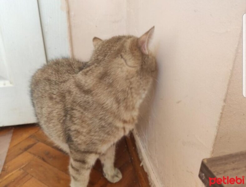 British Shorthair, Kedi  PAŞA fotoğrafı