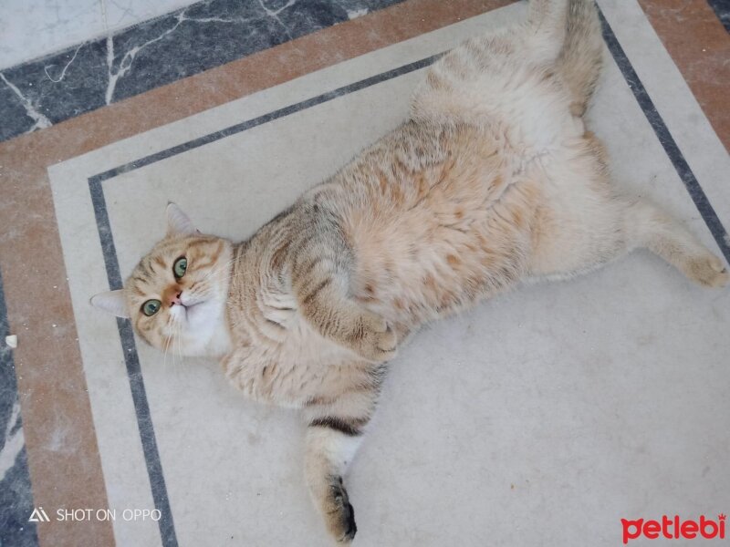 British Shorthair, Kedi  PAŞA fotoğrafı