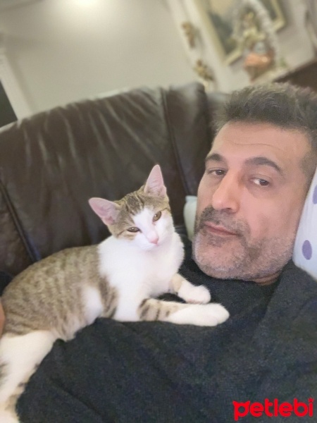 Bengal, Kedi  Boncuk fotoğrafı