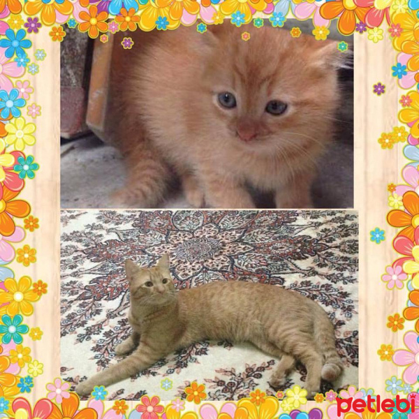 Tekir Kedi, Kedi  Şakir fotoğrafı