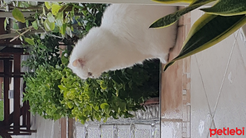 İran Kedisi (Persian), Kedi  Boncuk fotoğrafı