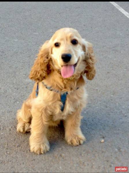 İngiliz Cocker Spaniel, Köpek  lady (leydi) fotoğrafı