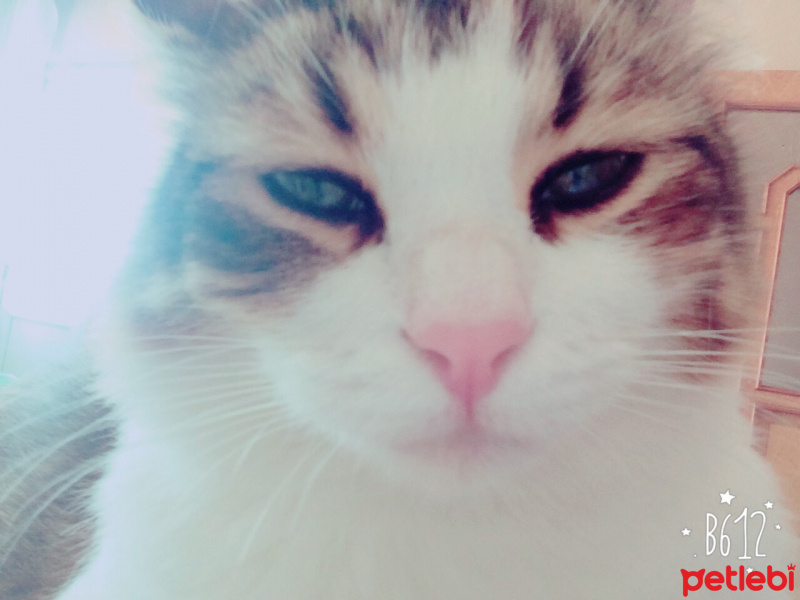 Tekir Kedi, Kedi  Pamuk fotoğrafı