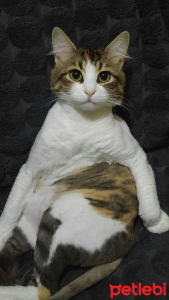 Tekir Kedi, Kedi  Pamuk fotoğrafı