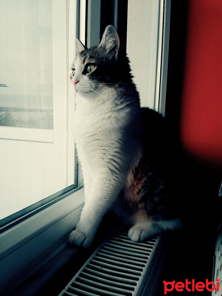 Tekir Kedi, Kedi  Pamuk fotoğrafı