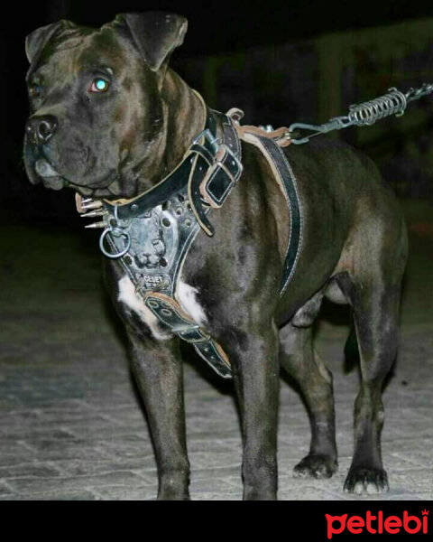 Amerikan Pitbull Terrier, Köpek  Hector fotoğrafı