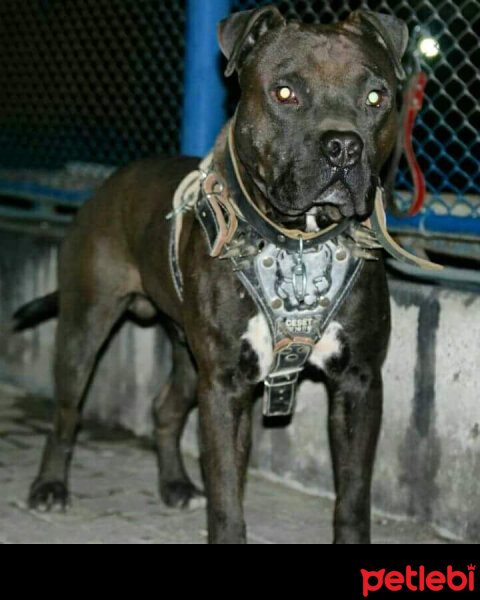 Amerikan Pitbull Terrier, Köpek  Hector fotoğrafı