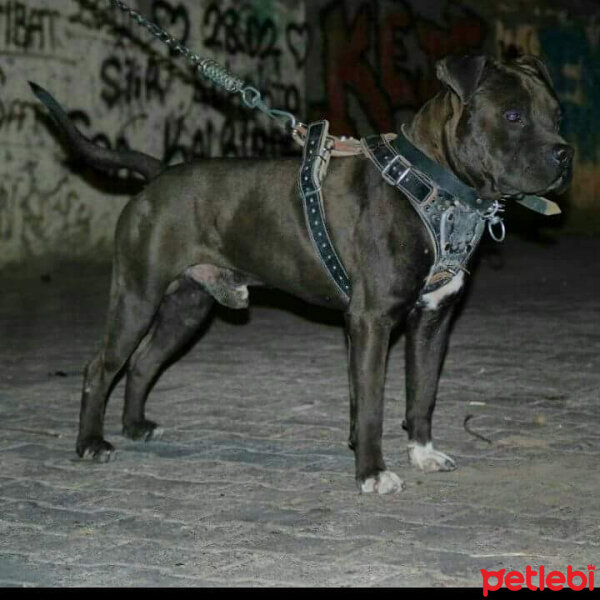 Amerikan Pitbull Terrier, Köpek  Hector fotoğrafı