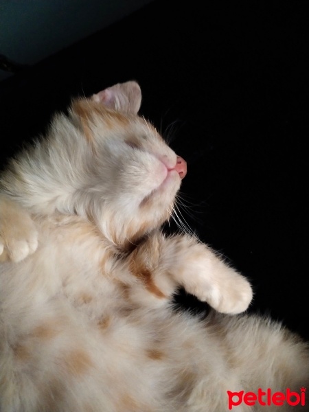 Sarman, Kedi  Güneş fotoğrafı