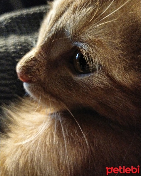 Sarman, Kedi  Güneş fotoğrafı