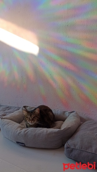 Tekir Kedi, Kedi  brownie fotoğrafı