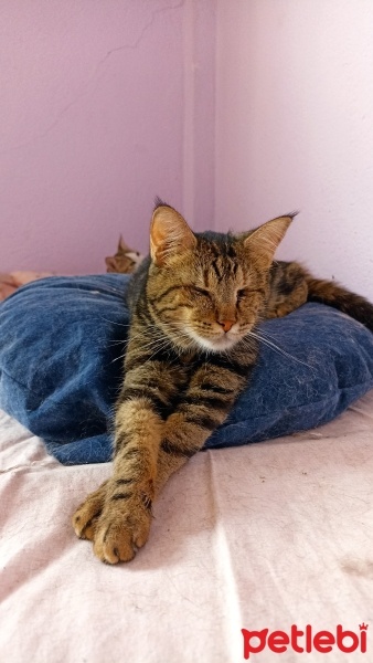 Tekir Kedi, Kedi  brownie fotoğrafı