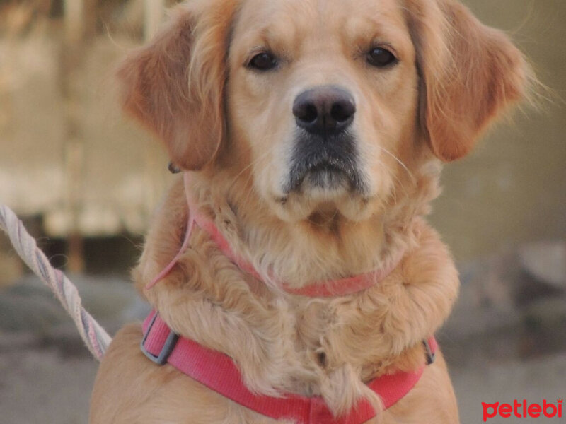 Golden Retriever, Köpek  Mira fotoğrafı