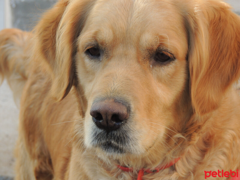 Golden Retriever, Köpek  Mira fotoğrafı