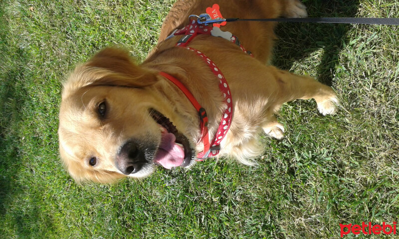 Golden Retriever, Köpek  Mira fotoğrafı