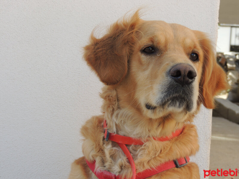 Golden Retriever, Köpek  Mira fotoğrafı