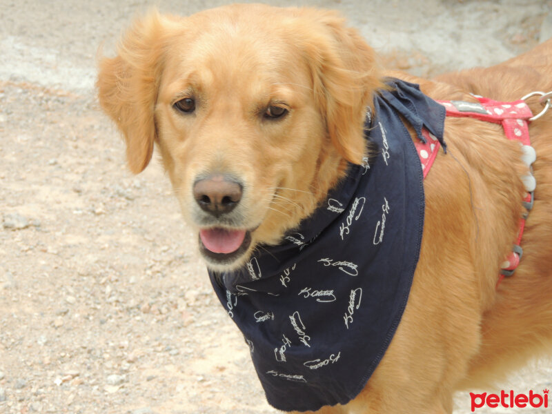 Golden Retriever, Köpek  Mira fotoğrafı