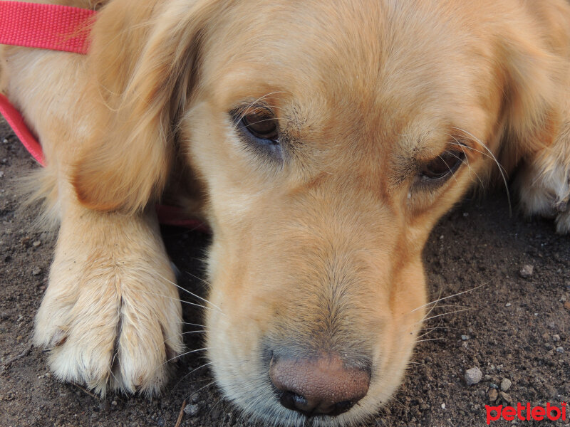 Golden Retriever, Köpek  Mira fotoğrafı