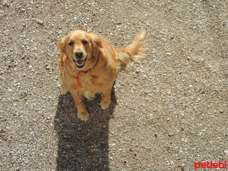 Golden Retriever, Köpek  Mira fotoğrafı