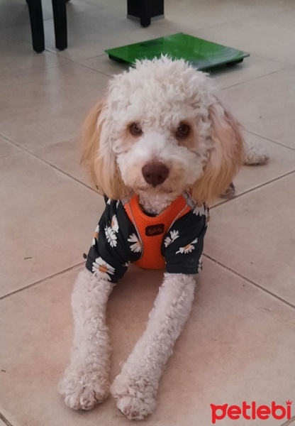 Poodle(Standart Kaniş), Köpek  Juno fotoğrafı
