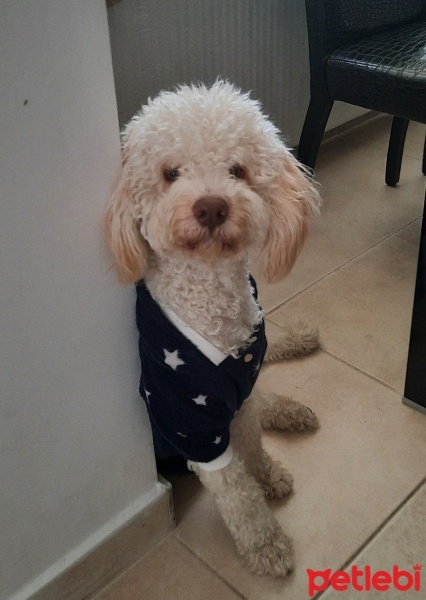 Poodle(Standart Kaniş), Köpek  Juno fotoğrafı