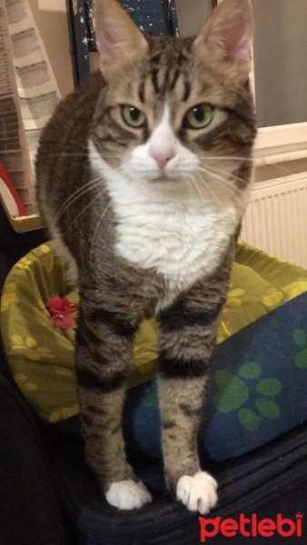 Tekir Kedi, Kedi  Prenses fotoğrafı