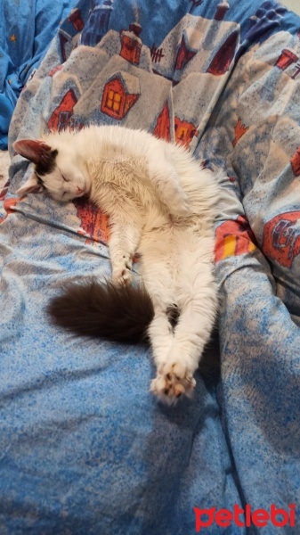 Tekir Kedi, Kedi  Lokum fotoğrafı