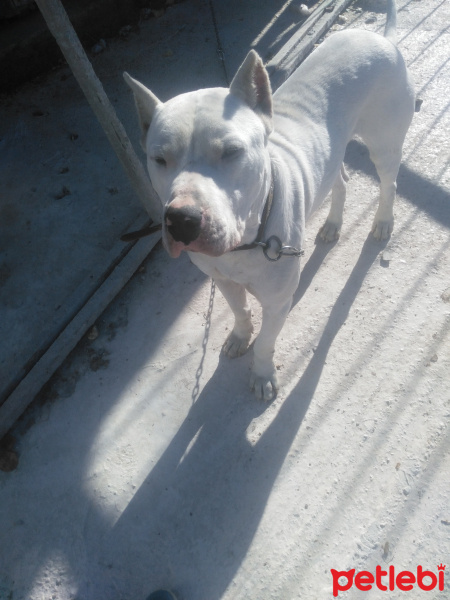Dogo Arjantin, Köpek  Yanki fotoğrafı