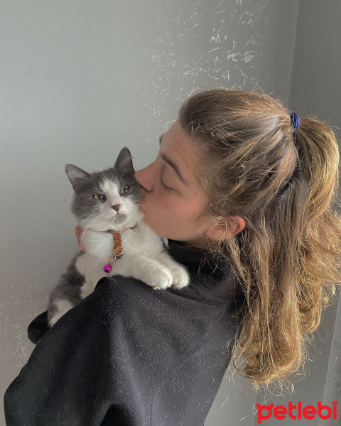 Tekir Kedi, Kedi  Küllü fotoğrafı