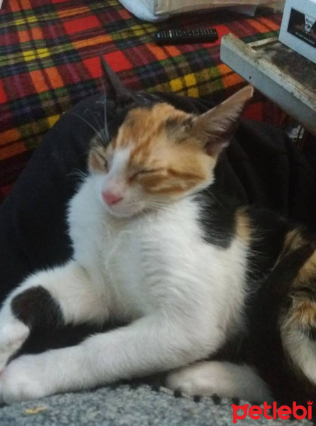 Colorpoint Shorthair, Kedi  Lily fotoğrafı