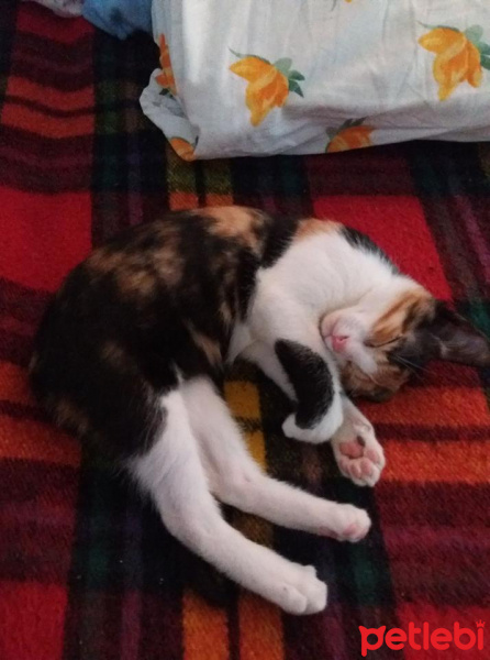 Colorpoint Shorthair, Kedi  Lily fotoğrafı