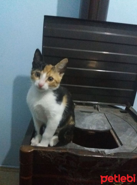 Colorpoint Shorthair, Kedi  Lily fotoğrafı