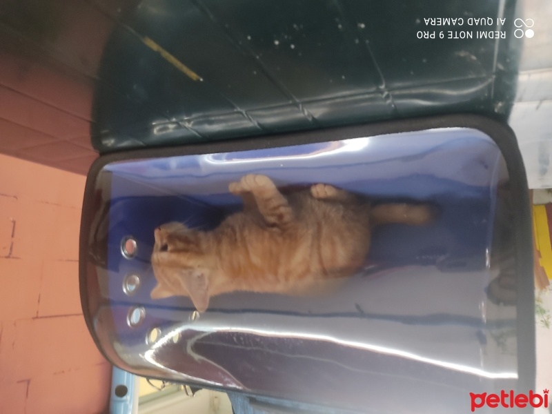Sarman, Kedi  Tarçın fotoğrafı