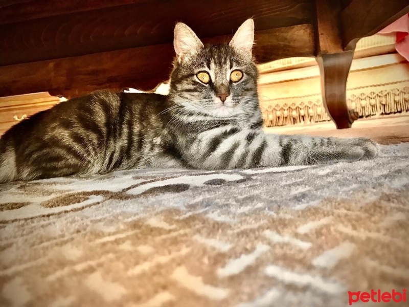 Tekir Kedi, Kedi  Fıstık fotoğrafı