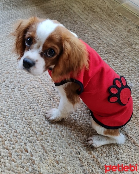 Cavalier King Charles Spanieli, Köpek  Tarçın fotoğrafı