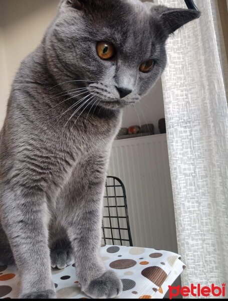 British Shorthair, Kedi  Duman fotoğrafı