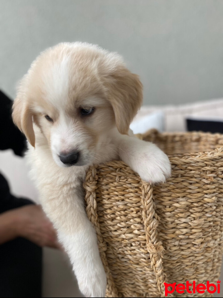 Golden Retriever, Köpek  Lora fotoğrafı