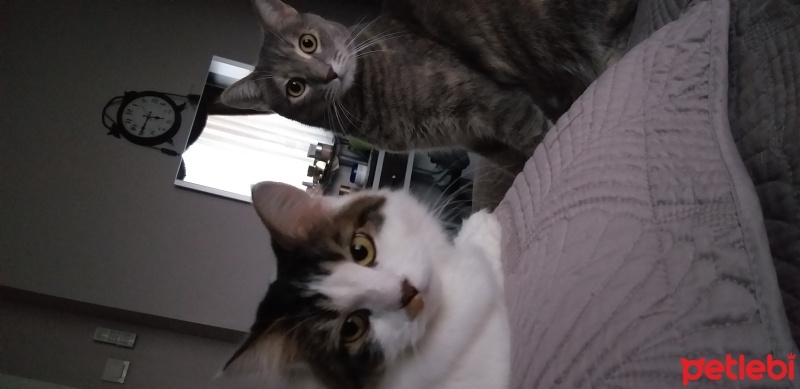 Tekir Kedi, Kedi  Kırpık fotoğrafı