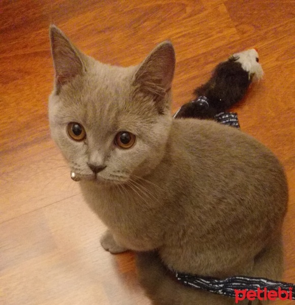 British Shorthair, Kedi  Balım fotoğrafı