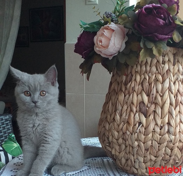British Shorthair, Kedi  Balım fotoğrafı