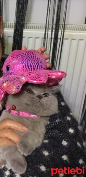 British Shorthair, Kedi  Balım fotoğrafı