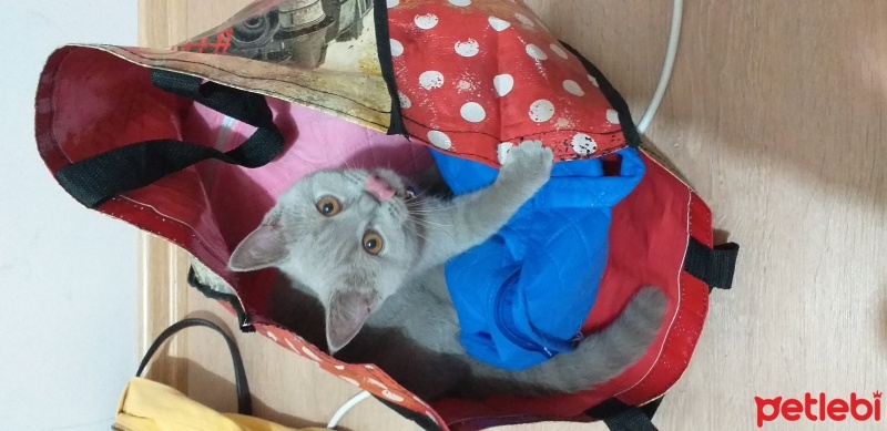British Shorthair, Kedi  Balım fotoğrafı