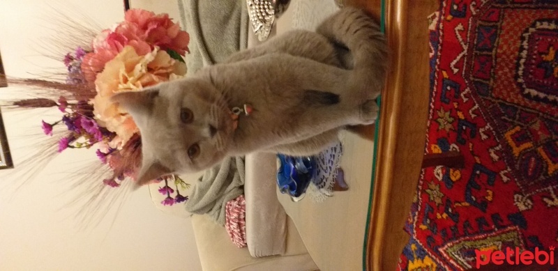 British Shorthair, Kedi  Balım fotoğrafı